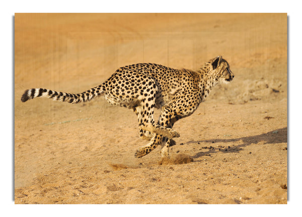 Cheetah Chase