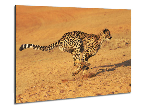 Cheetah Chase