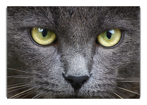 Smokey Grey Cat