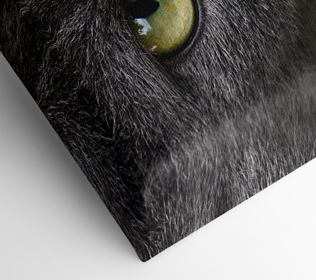 Picture of Smokey Grey Cat Canvas Print Wall Art