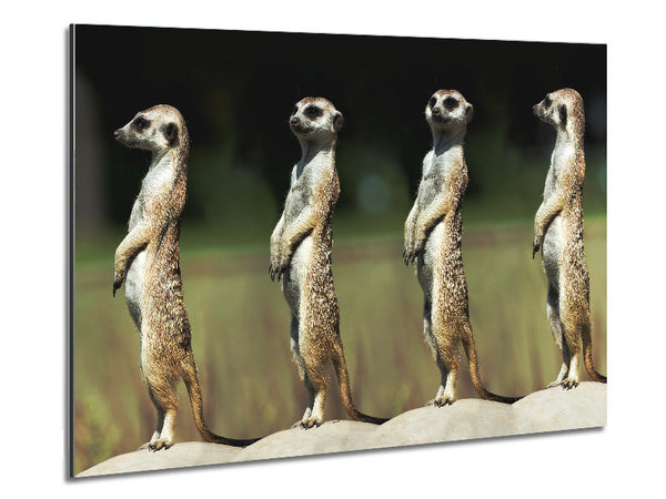 Meerkat Team