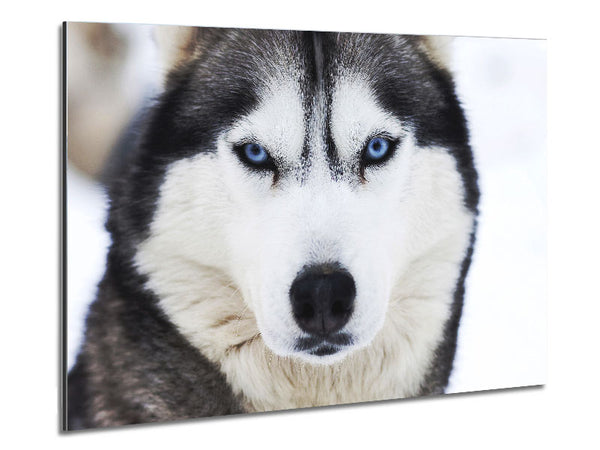 Husky Dog Snow Face