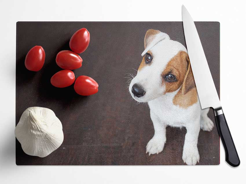 Inquisitive Dog Jack Russell Pup Glass Chopping Board