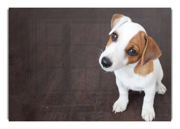 Inquisitive Dog Jack Russell Pup