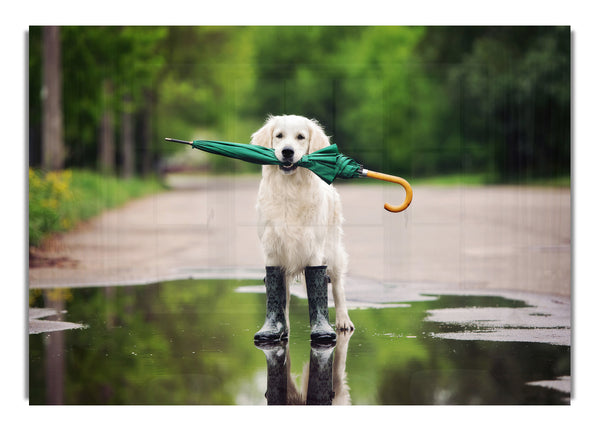 Dog Ready For A Walk In The Rain