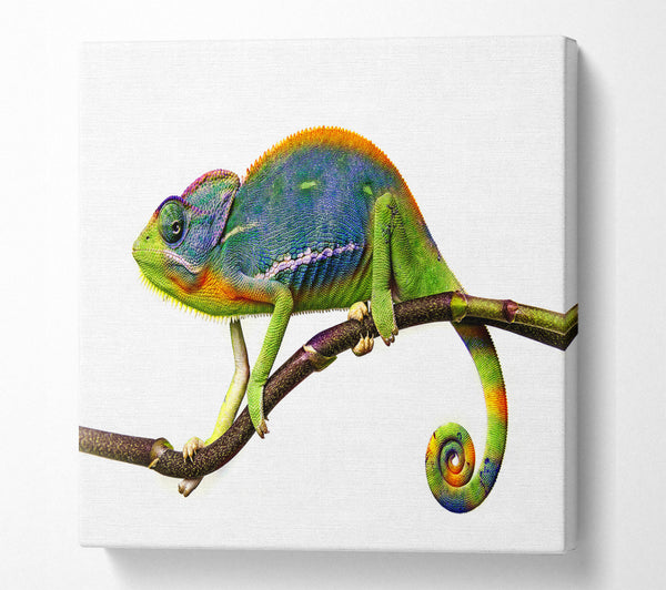 A Square Canvas Print Showing Chameleon Branch Square Wall Art