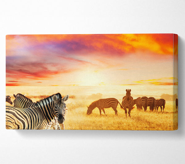 Zebra Sunset Safari