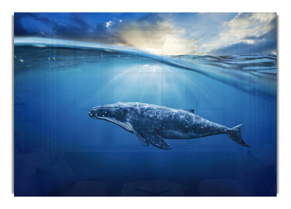 Ocean Whale