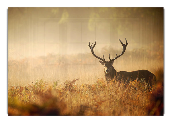 Stag Deer Sunlight