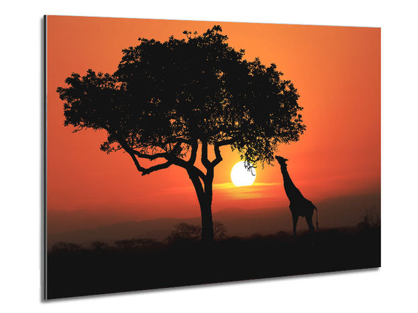 Giraffe Safari Sunset