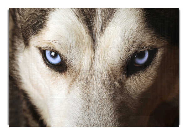 Stunning Husky Dog Eyes