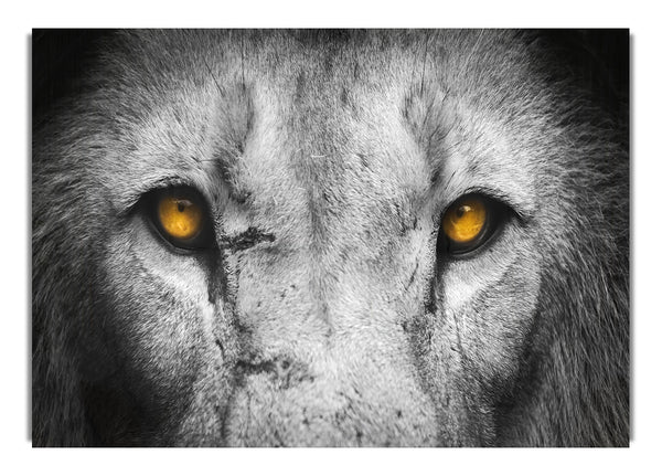 Lion Eyes