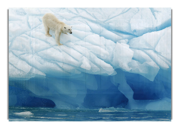 Polar Bear Ice