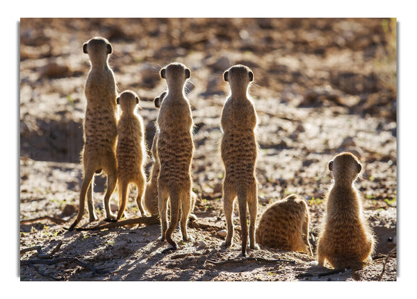 Meerkat Alert