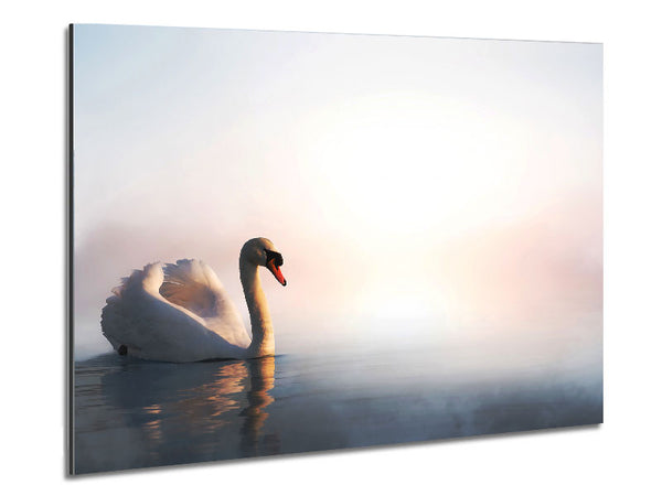 Misty Swan