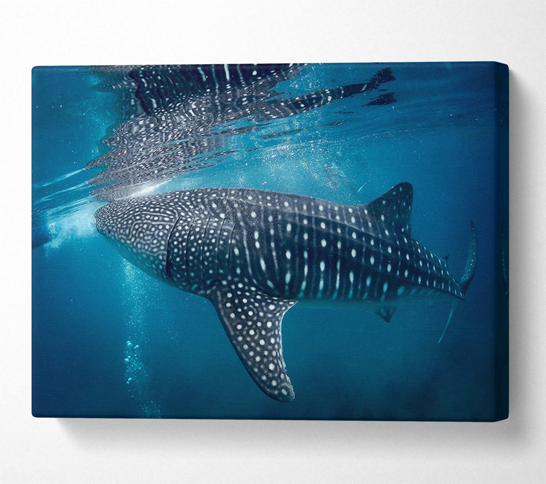 Picture of Spotted Whale Shark Canvas Print Wall Art