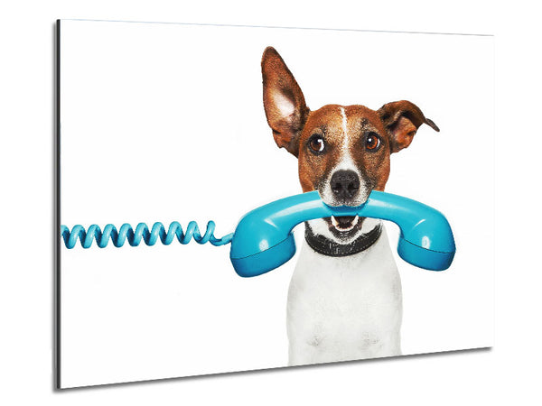 Terrier Dog Phone Call