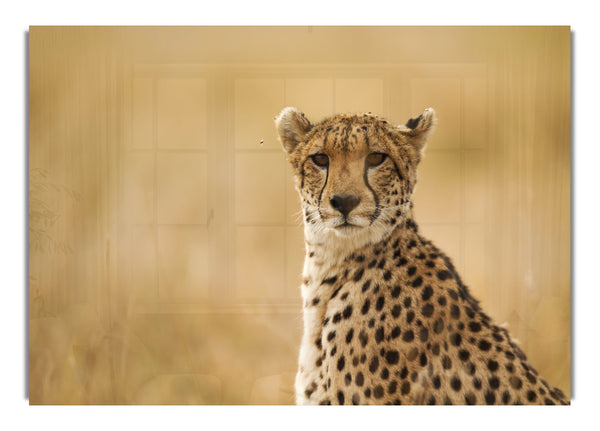 Cheetah Beauty