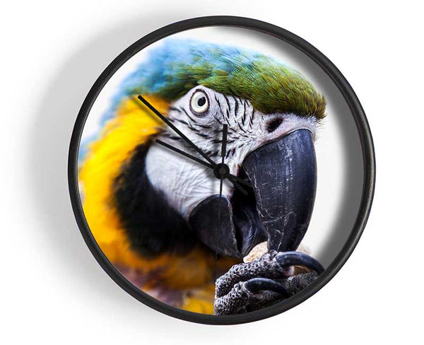 Parrot Care Clock - Wallart-Direct UK