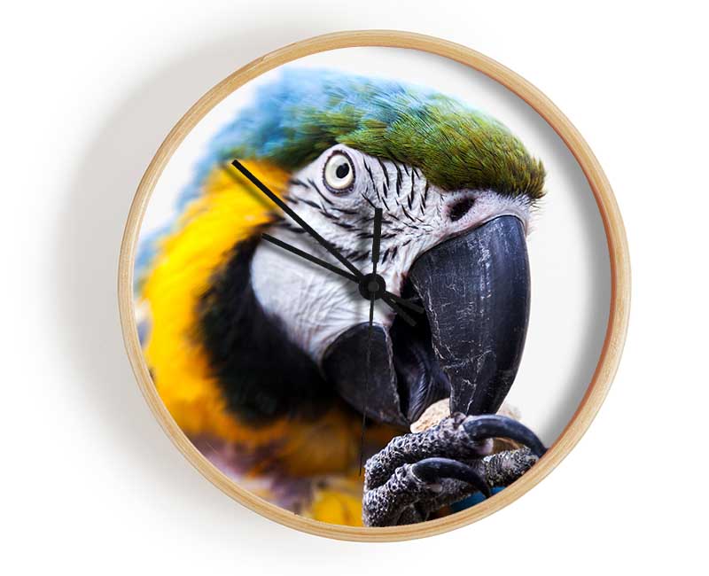 Parrot Care Clock - Wallart-Direct UK