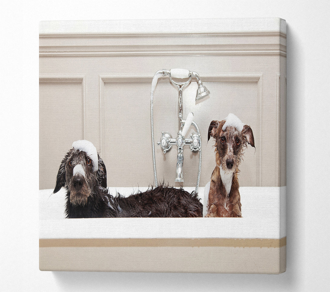 A Square Canvas Print Showing Bath Time Dogs Square Wall Art