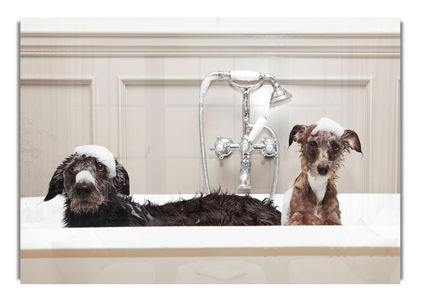 Bath Time Dogs