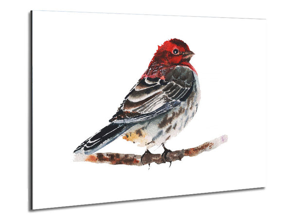 Red Finch