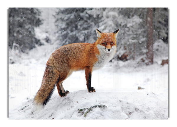 Snow Fox