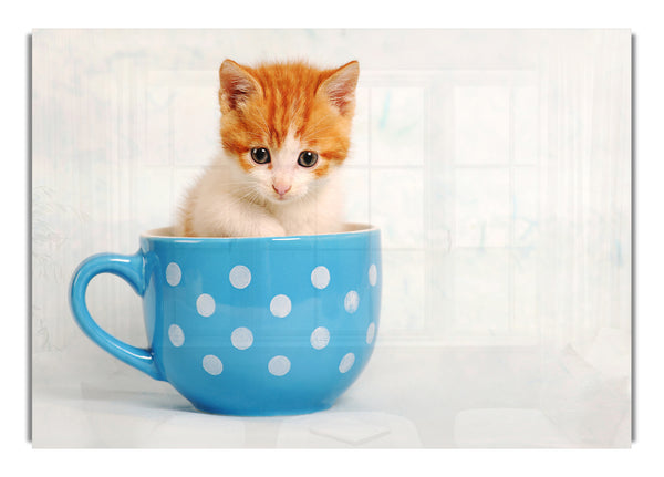 Tea Cup Kitten Cat