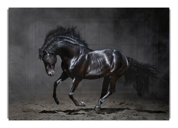 Black Beauty Horse