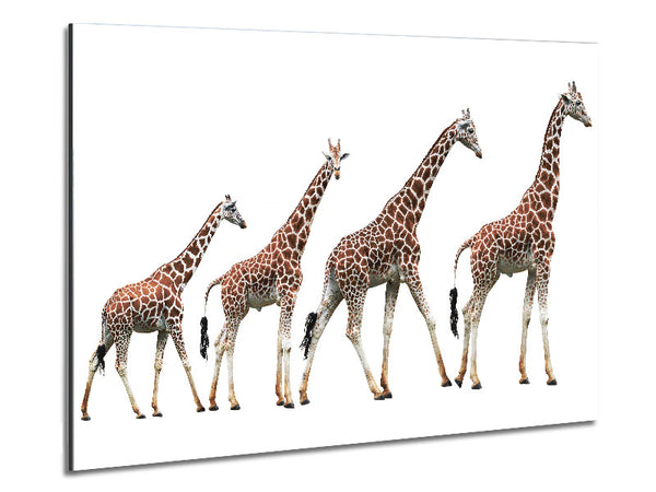 Giraffe Lineup