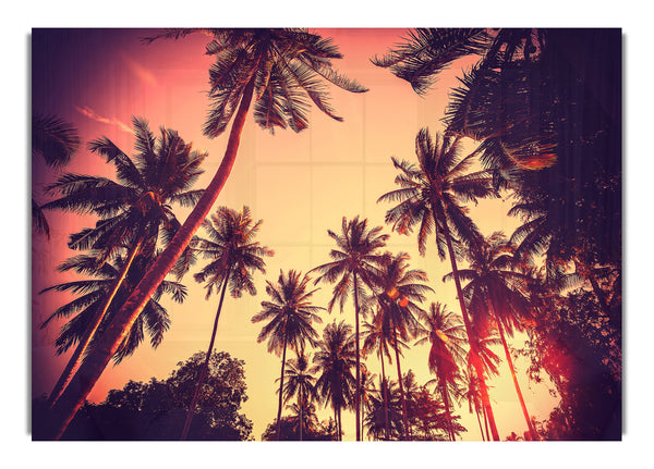 Just Palm Trees