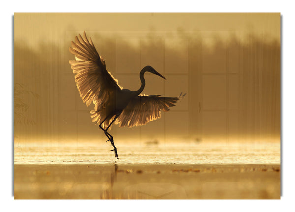 Dancing Sunset Heron