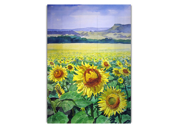 Sunflower Field