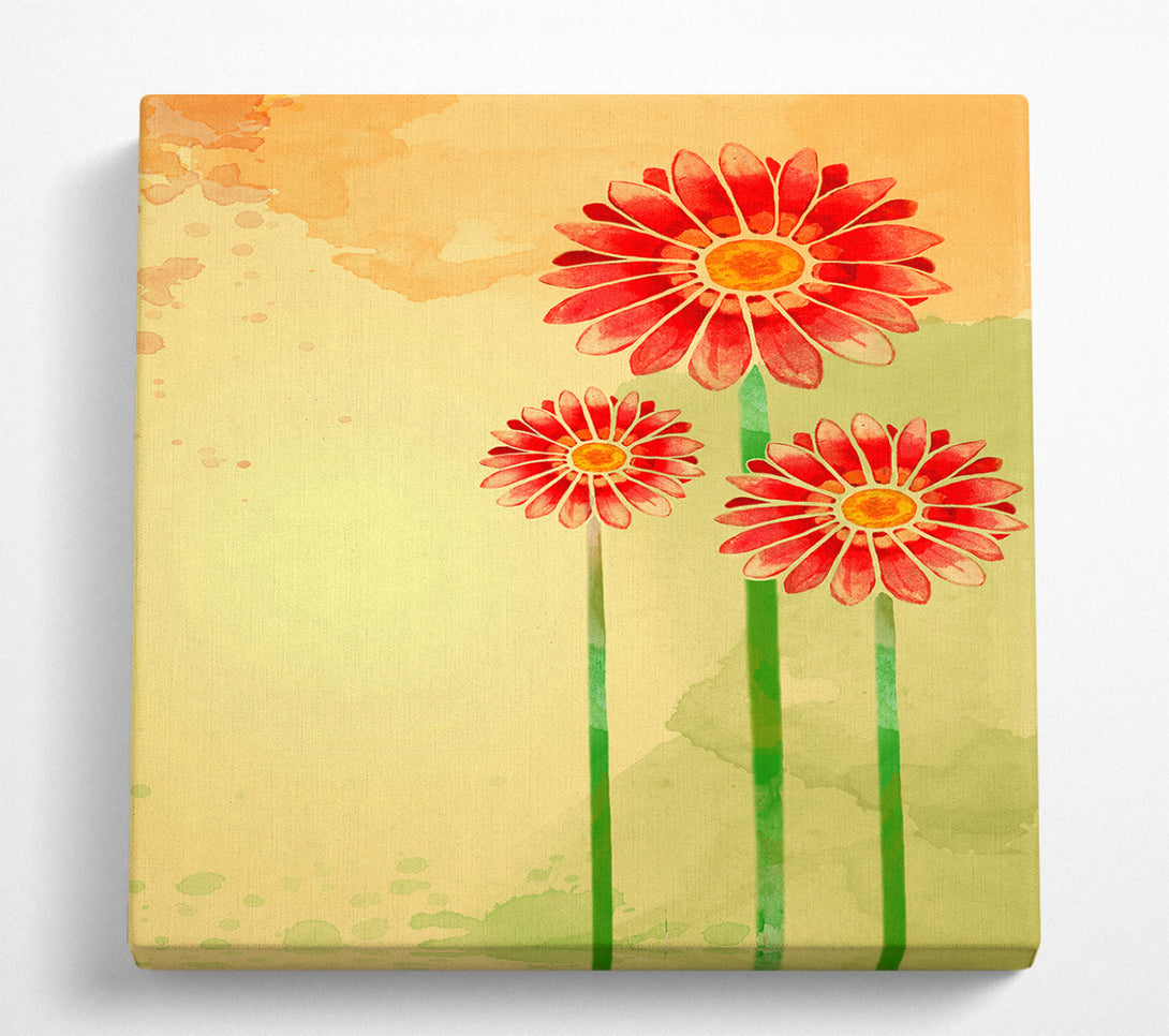 A Square Canvas Print Showing Trio Of Daisies Square Wall Art