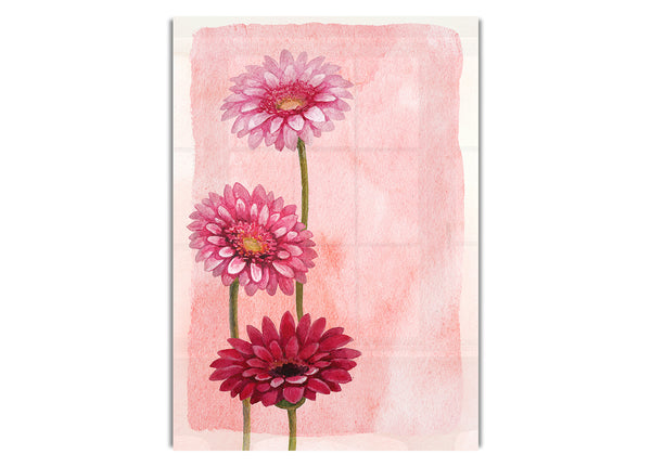 Gerbera-Trio