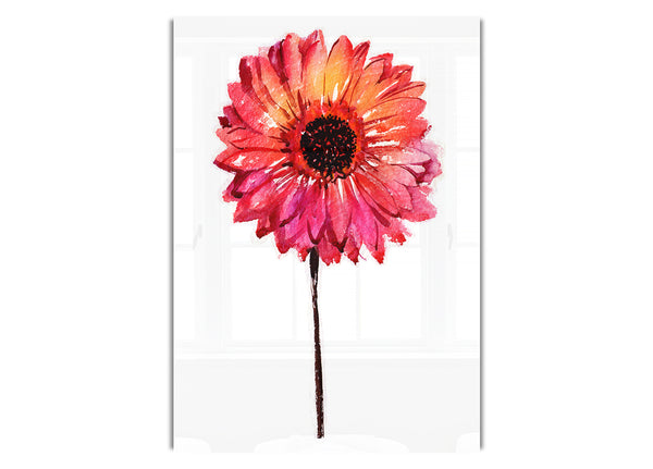 Gerbera pinks