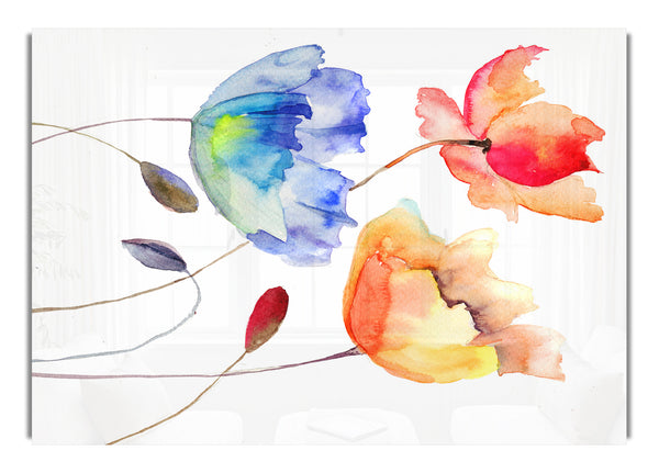 Poppy Watercolour