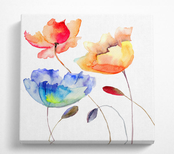 A Square Canvas Print Showing Poppy Watercolour Square Wall Art