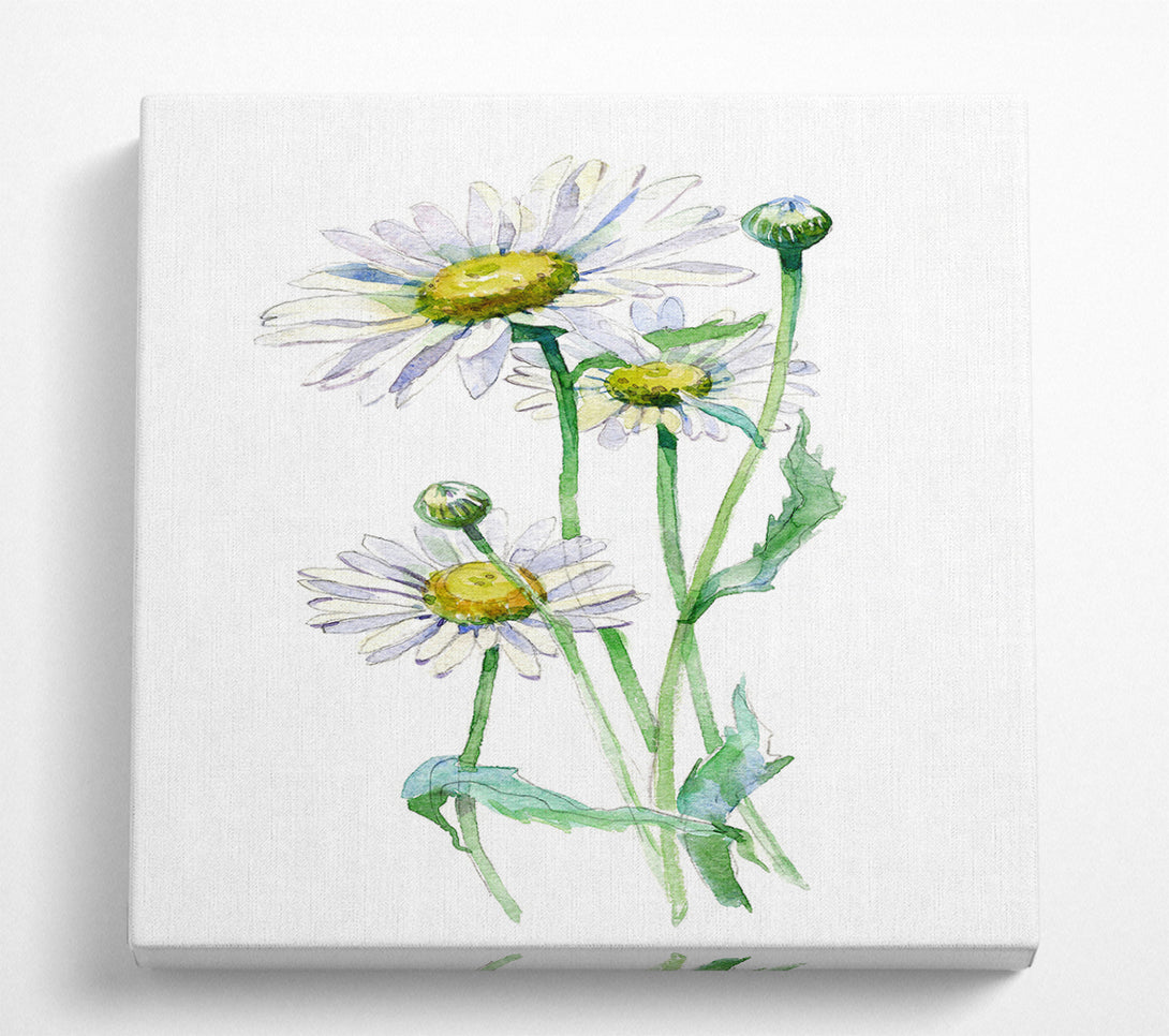 A Square Canvas Print Showing Daisy Center Square Wall Art