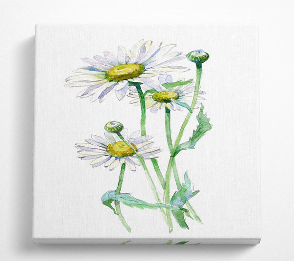 A Square Canvas Print Showing Daisy Center Square Wall Art