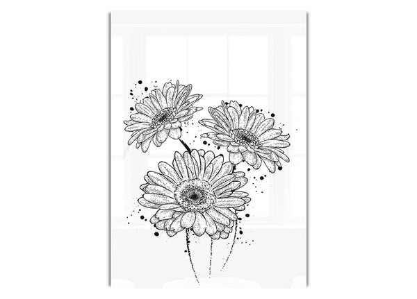 Black Daisy Splash