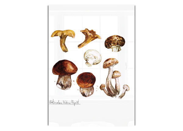 Different Types Of Mushrooms