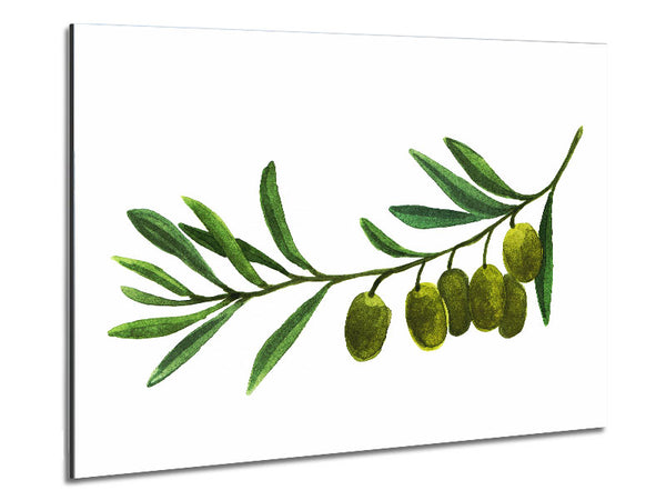 Olive Branch