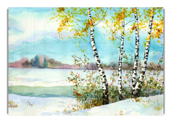 Silver Birch Winter