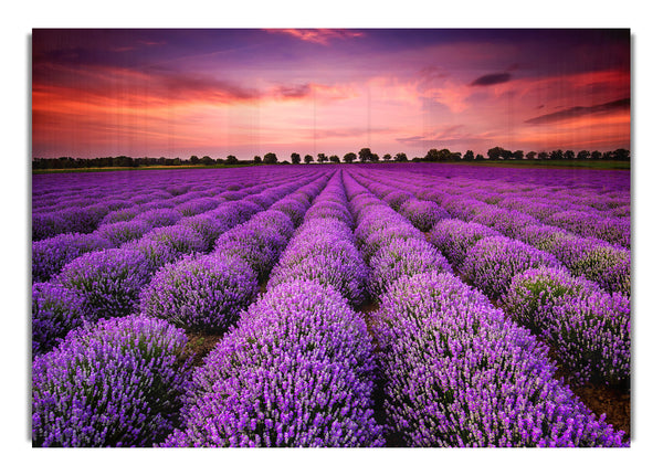 Lavender Fields