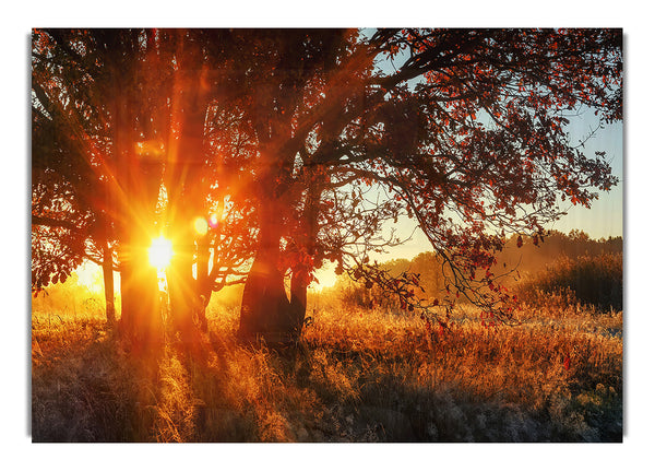 Red Sun Burst Tree