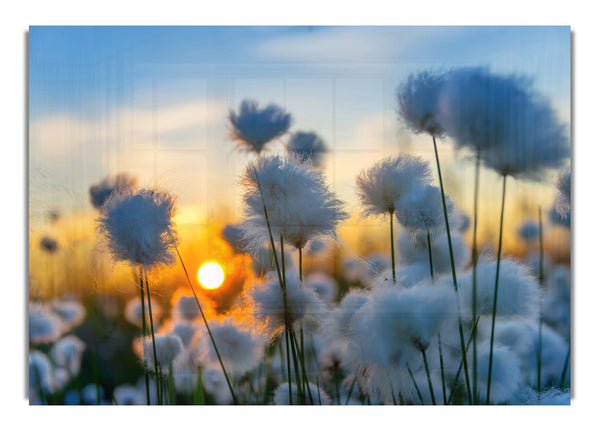 Cottonbuds In The Sunset