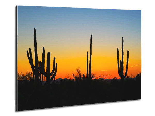 Cactus Sunset