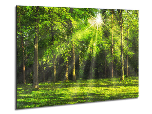 Green Woodland Scene Sunglare